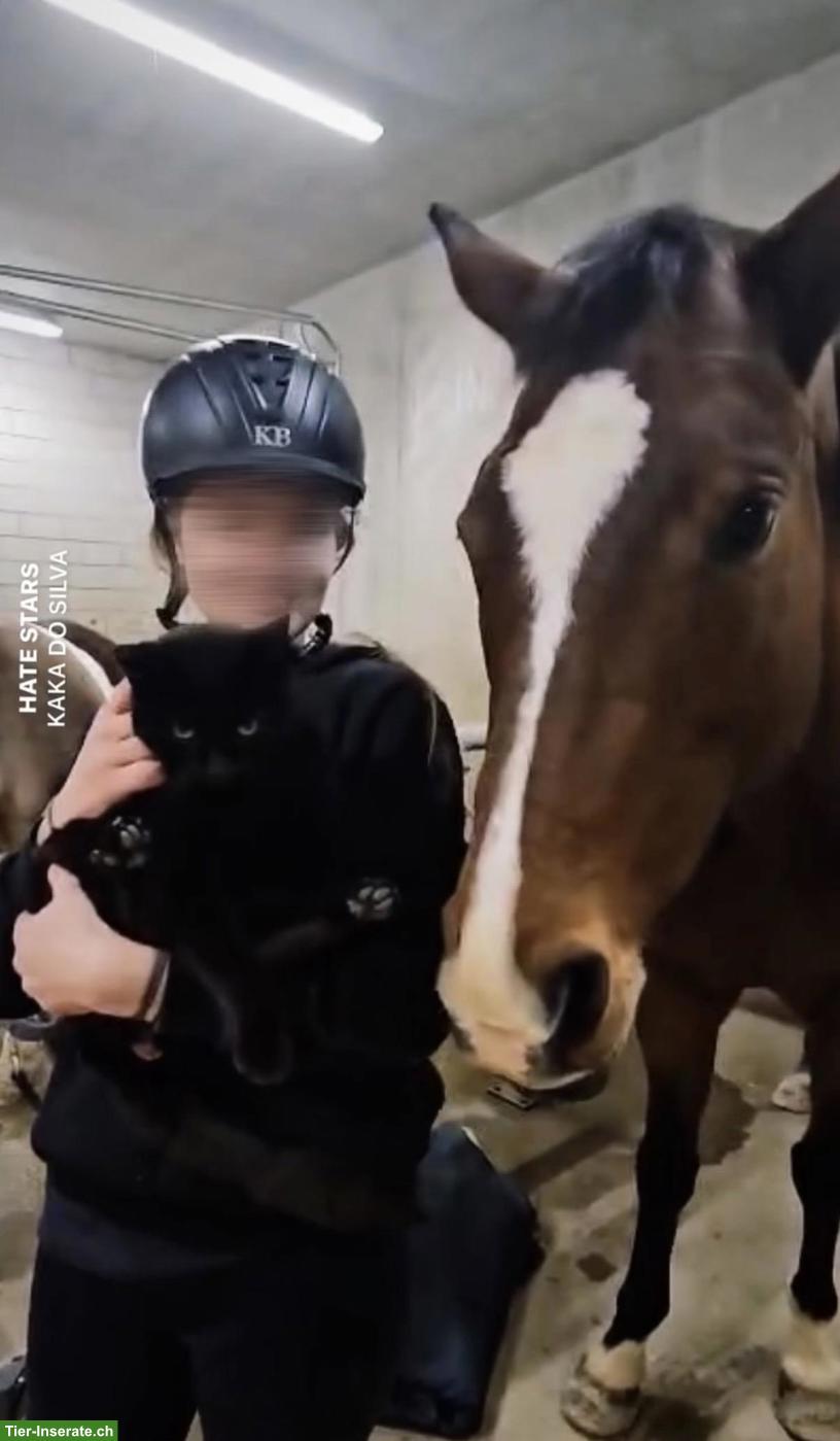 Bild 7: SUCHE eine Reitbeteiligung, nähe Sempachersee