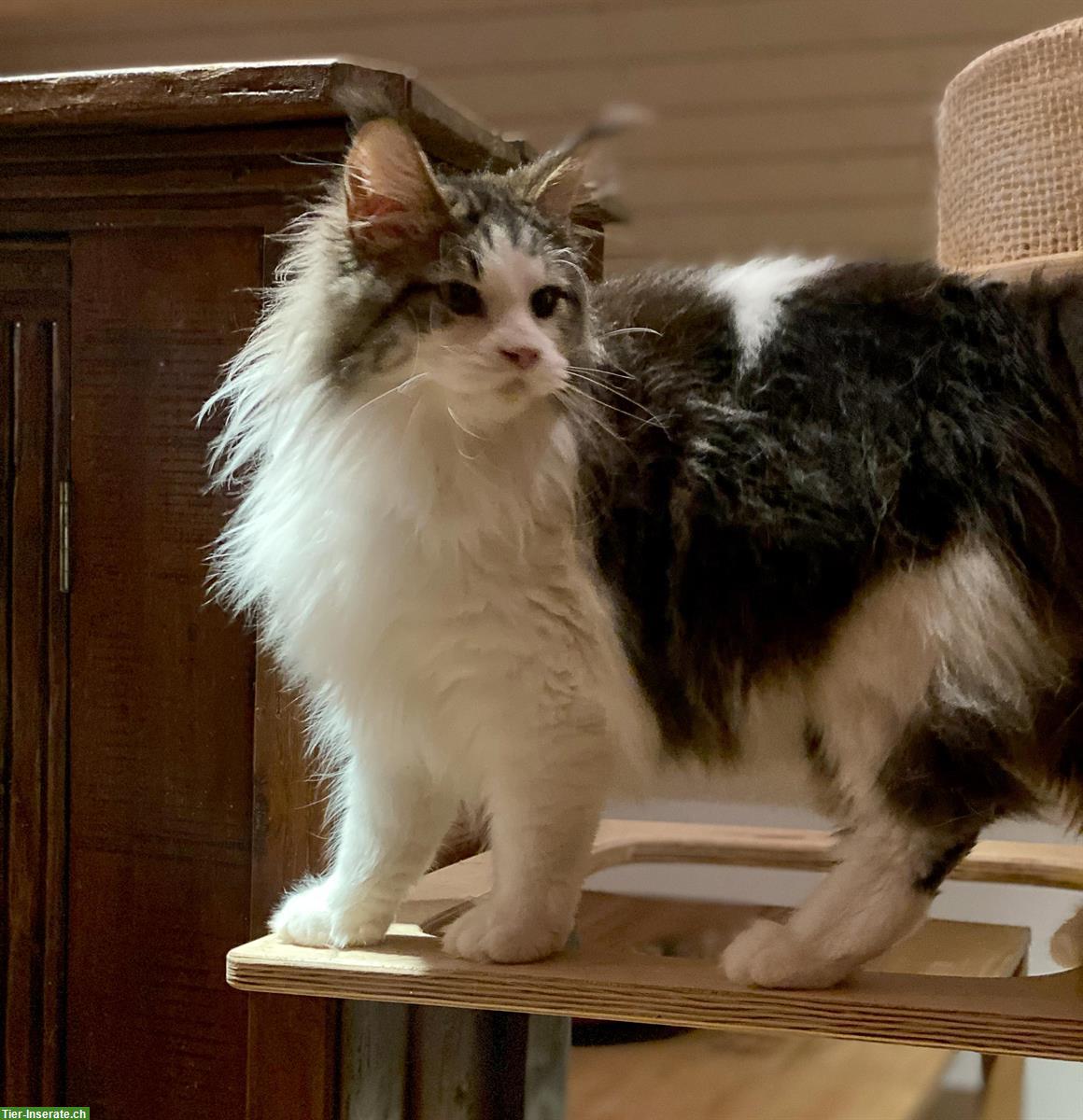Bild 3: Süsse Maine Coon Kitten suchen liebes Für-Immer-Zuhause