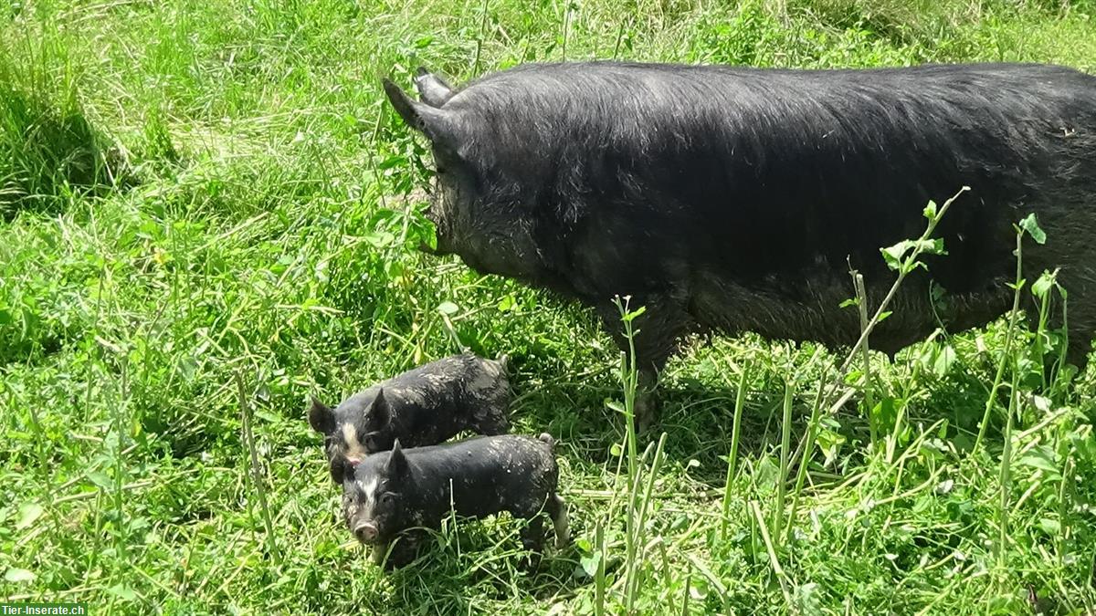 Bild 3: Berkshire Zuchtschweine in der Schweiz