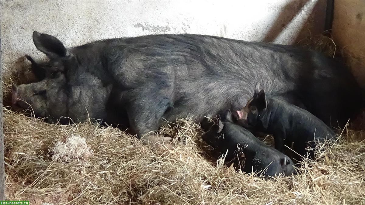 Bild 4: Berkshire Zuchtschweine in der Schweiz