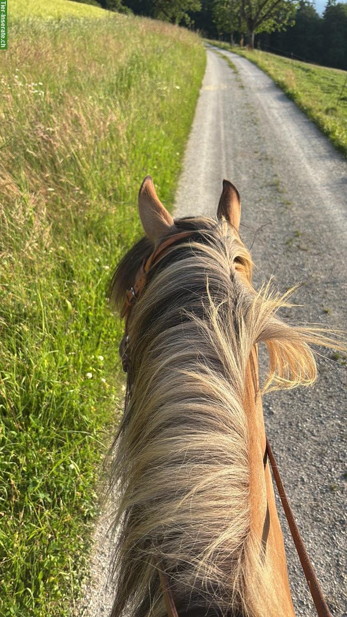 Bild 4: Biete Reitbeteiligung in Wattenwil bei Worb