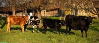 Stallteil für 4 Rinder zu mieten GESUCHT