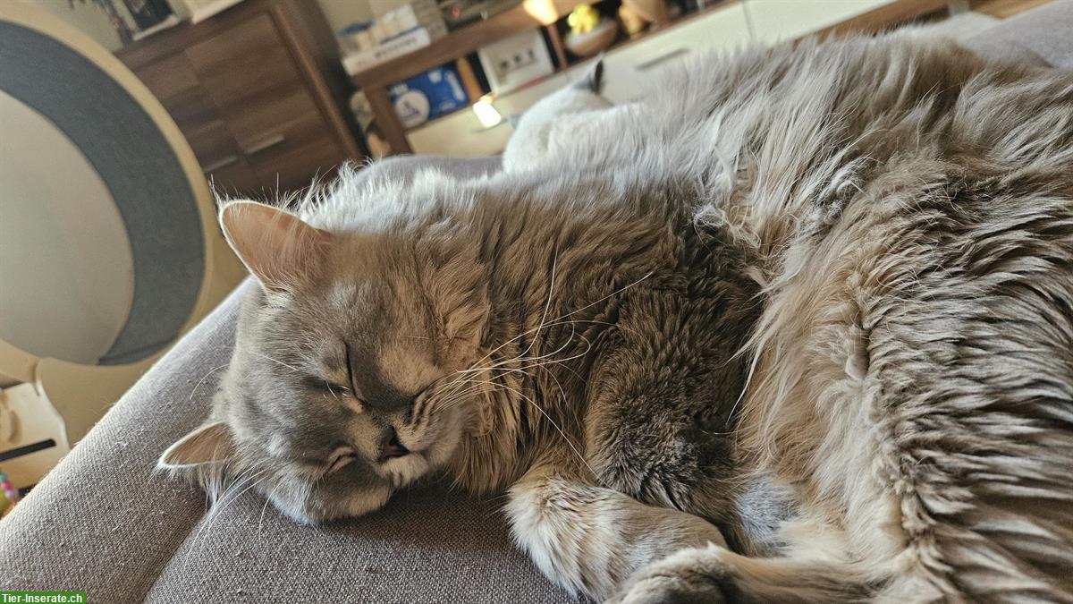 Bild 6: BLH Deckkater, 1-jährig, Farbe grau