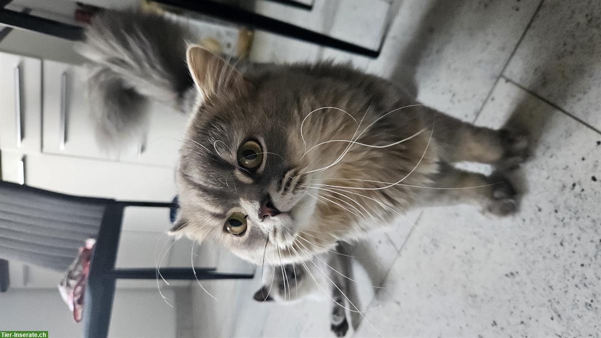 Bild 7: BLH Deckkater, 1-jährig, Farbe grau