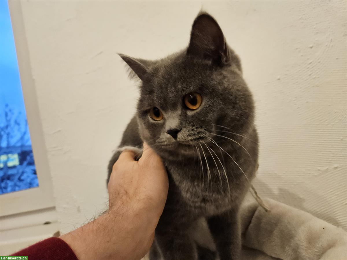 Bild 5: Schöner BKH Deckkater in blue