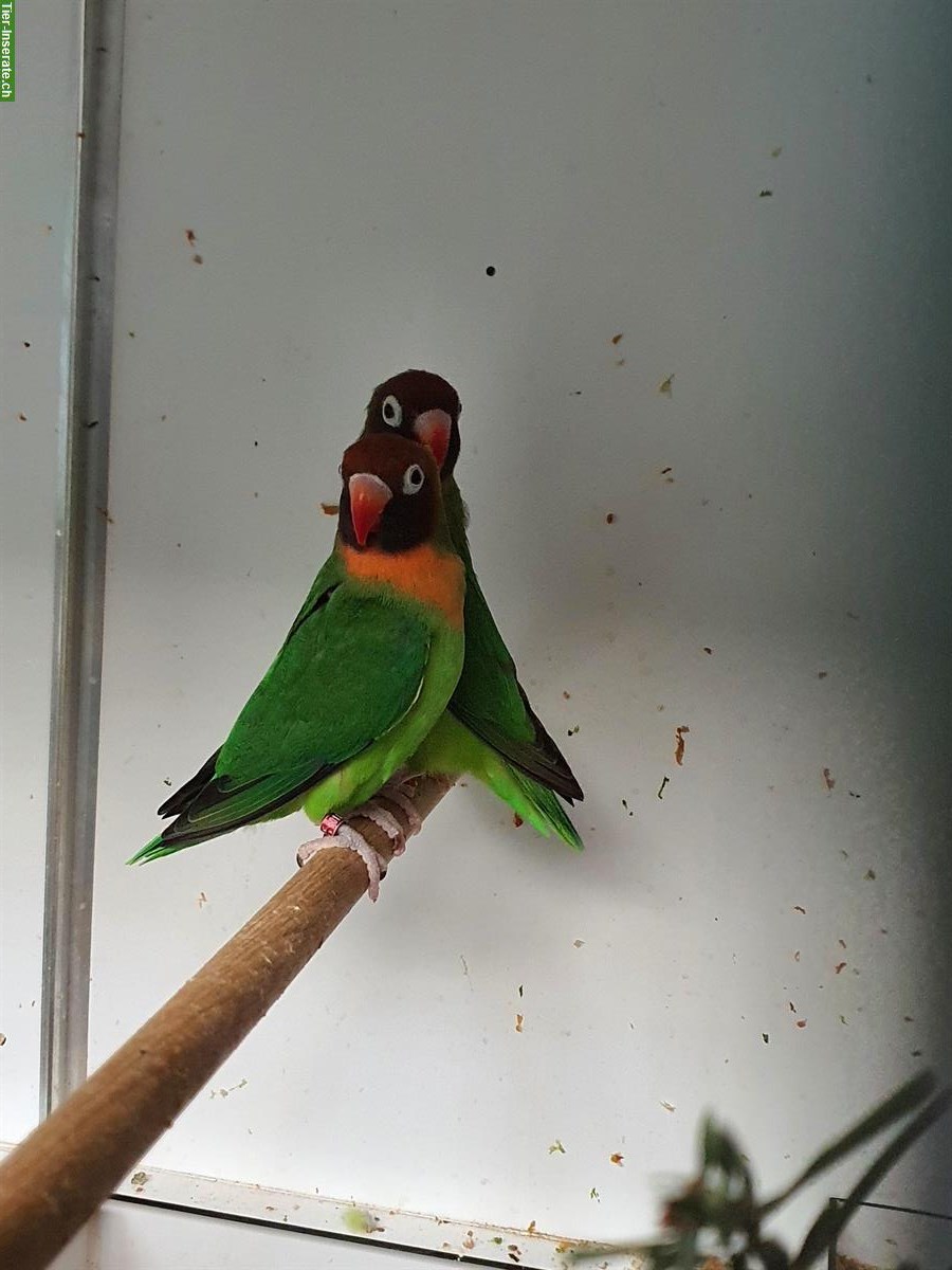 1.1 Agapornis nigrigenis wildfarben abzugeben