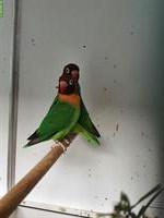 1.1 Agapornis nigrigenis wildfarben abzugeben