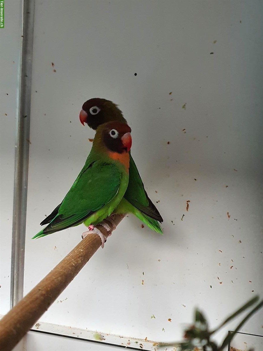 Bild 2: 1.1 Agapornis nigrigenis wildfarben abzugeben