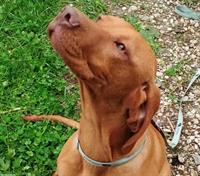 Magyar Vizsla Welpen, männlich mit FCI-Ahnentafel