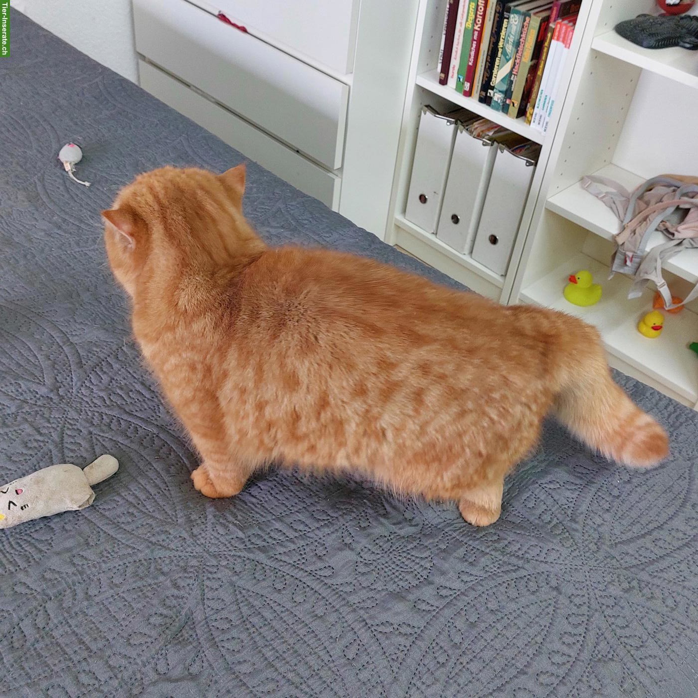 Bild 2: Rotes Exotic Katzen Mädchen, kastriert