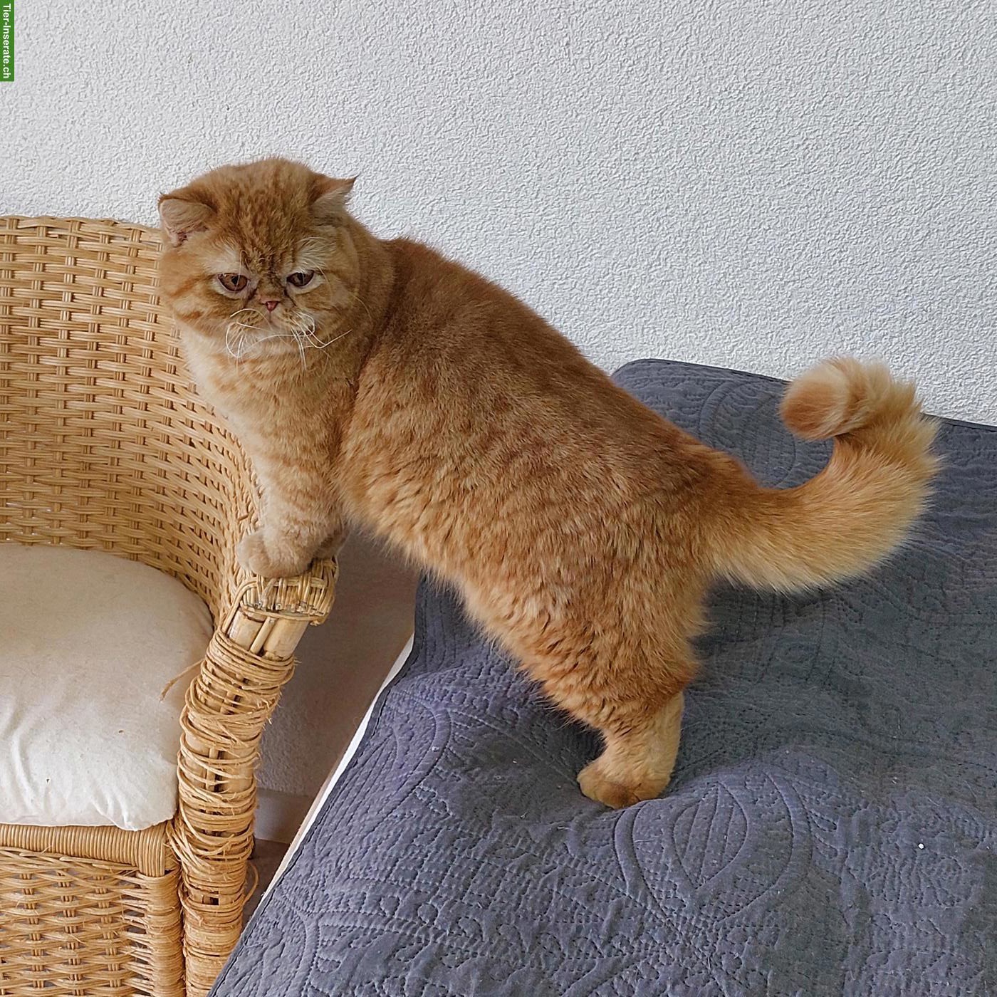 Bild 3: Rotes Exotic Katzen Mädchen, kastriert