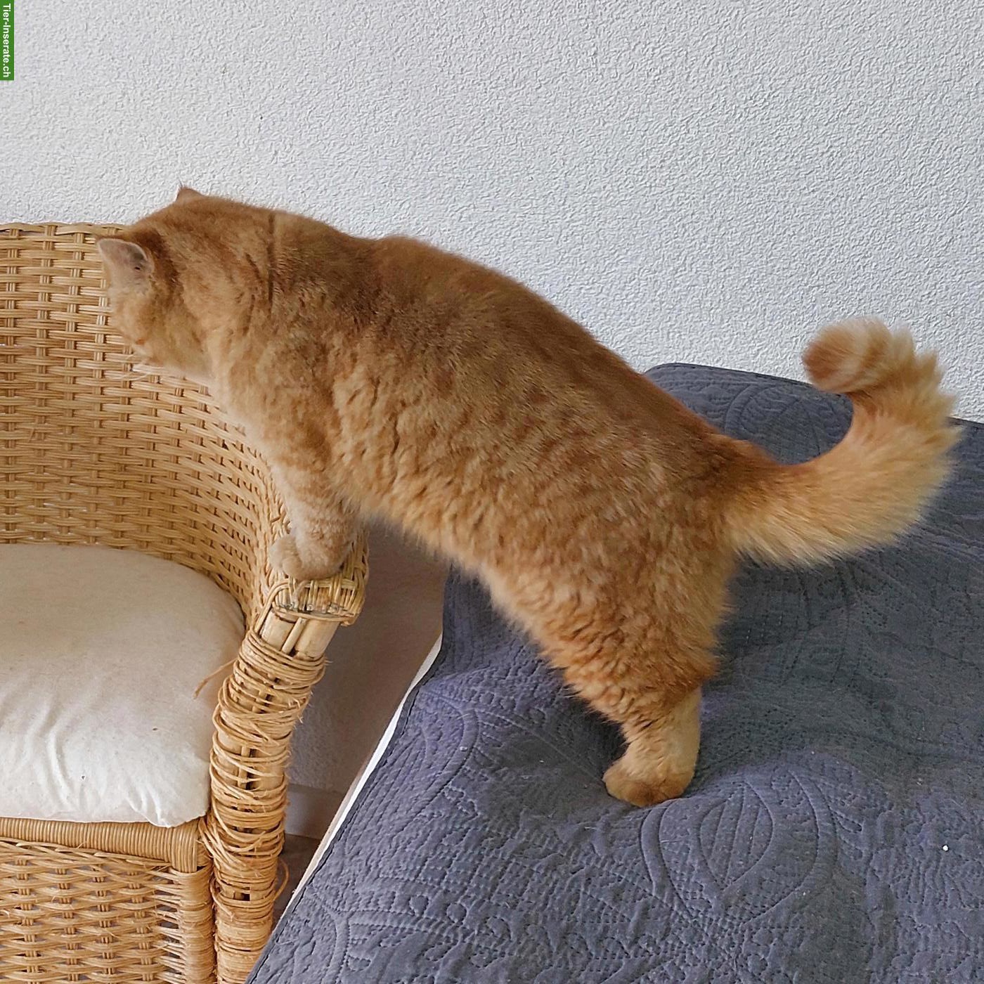 Bild 4: Rotes Exotic Katzen Mädchen, kastriert