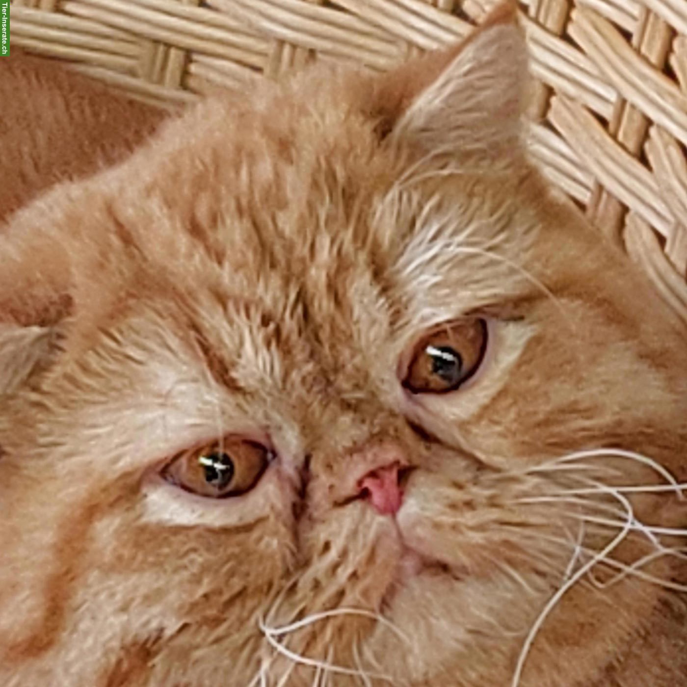 Bild 5: Rotes Exotic Katzen Mädchen, kastriert