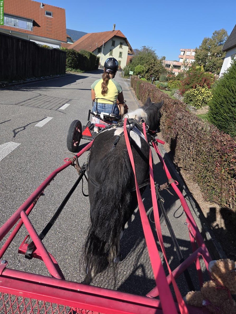 Bild 10: Fahr-/Pflege-/Spazierbeteiligung für Ponys in Deitingen SO
