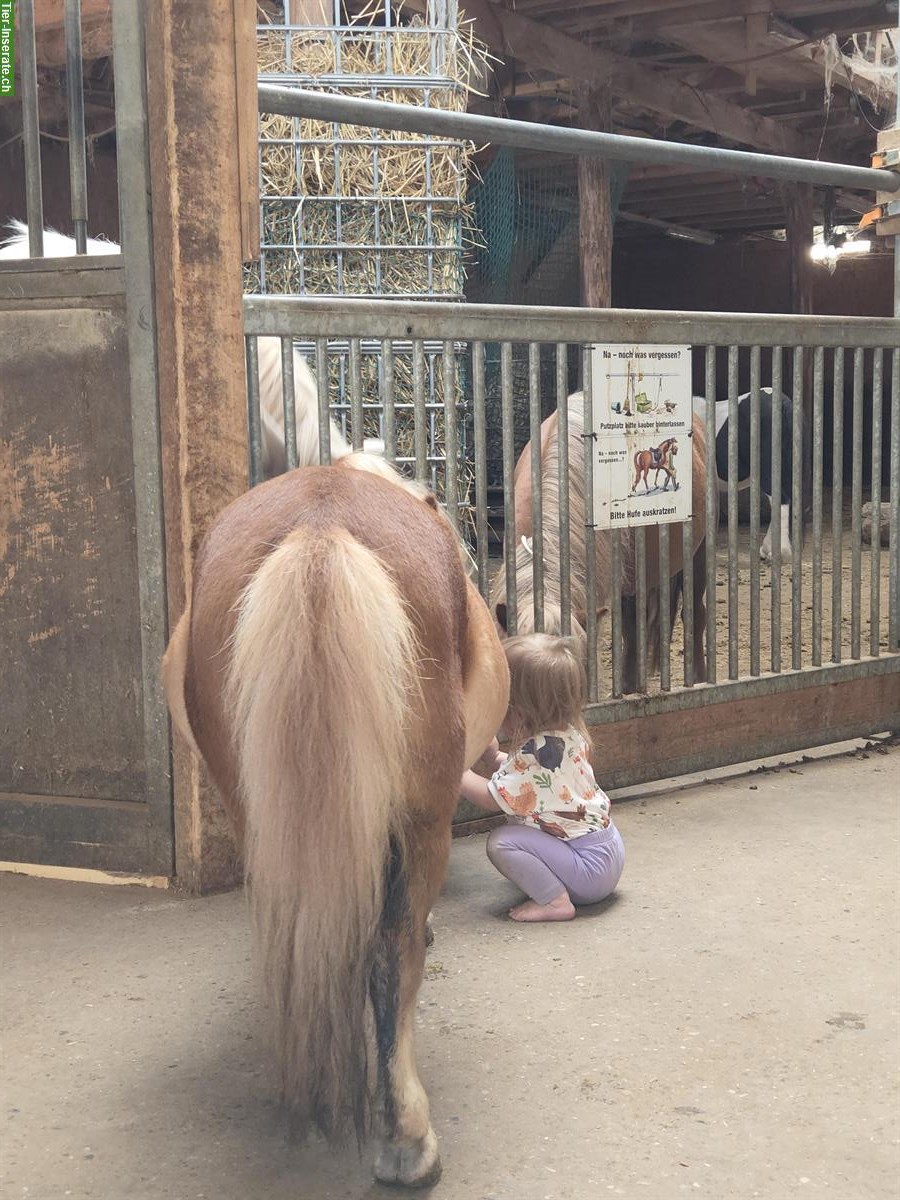 Bild 9: Fahr-/Pflege-/Spazierbeteiligung für Ponys in Deitingen SO