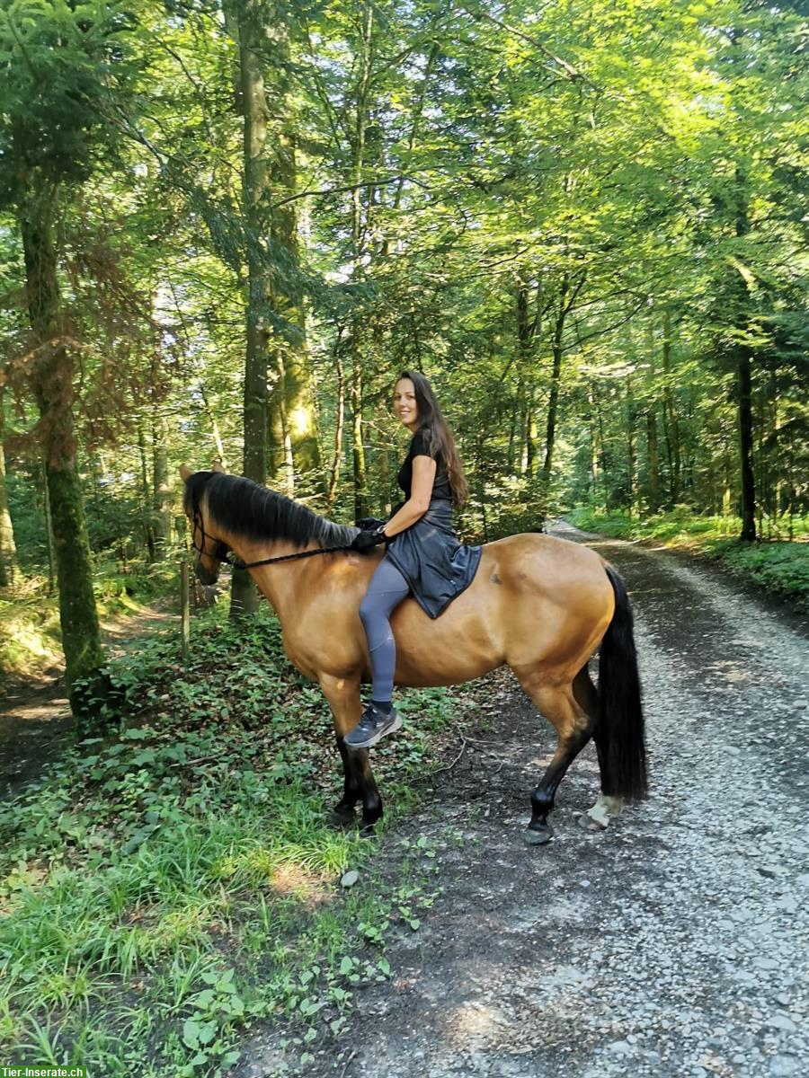 Bild 5: Biete Reitbeteiligungen in Rohrbachgraben BE