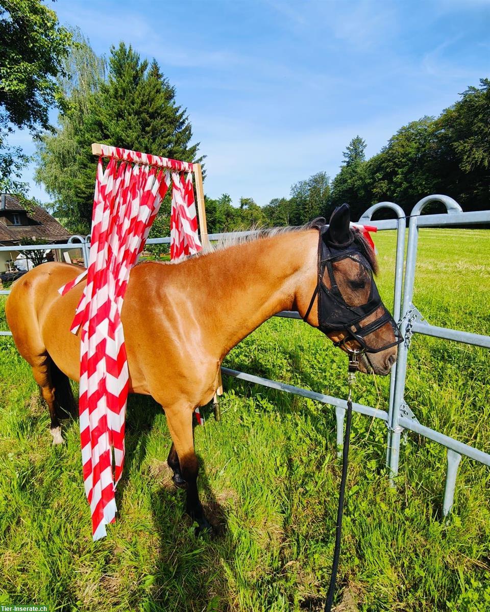 Bild 6: Biete Reitbeteiligungen in Rohrbachgraben BE