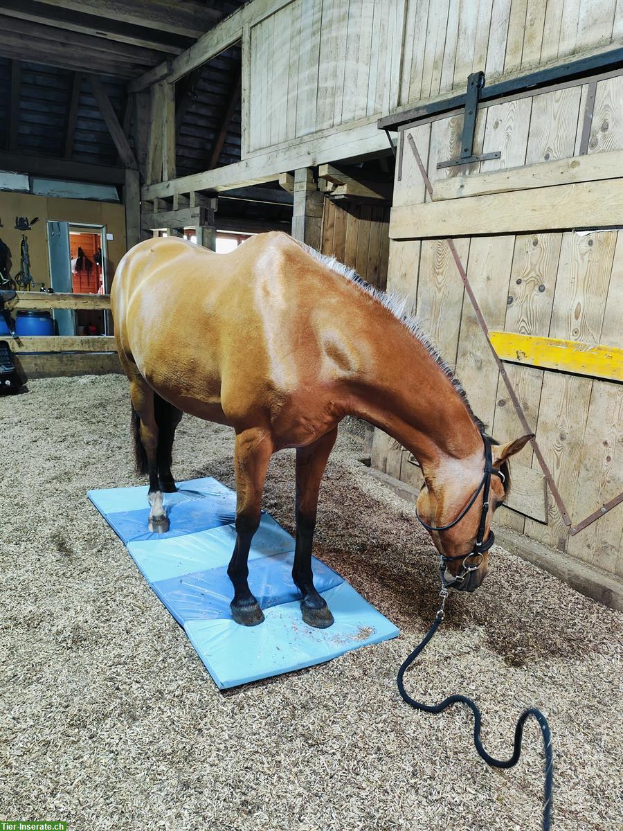 Bild 7: Biete Reitbeteiligungen in Rohrbachgraben BE