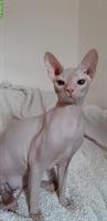 Don Sphynx Kätzchen aus Italien