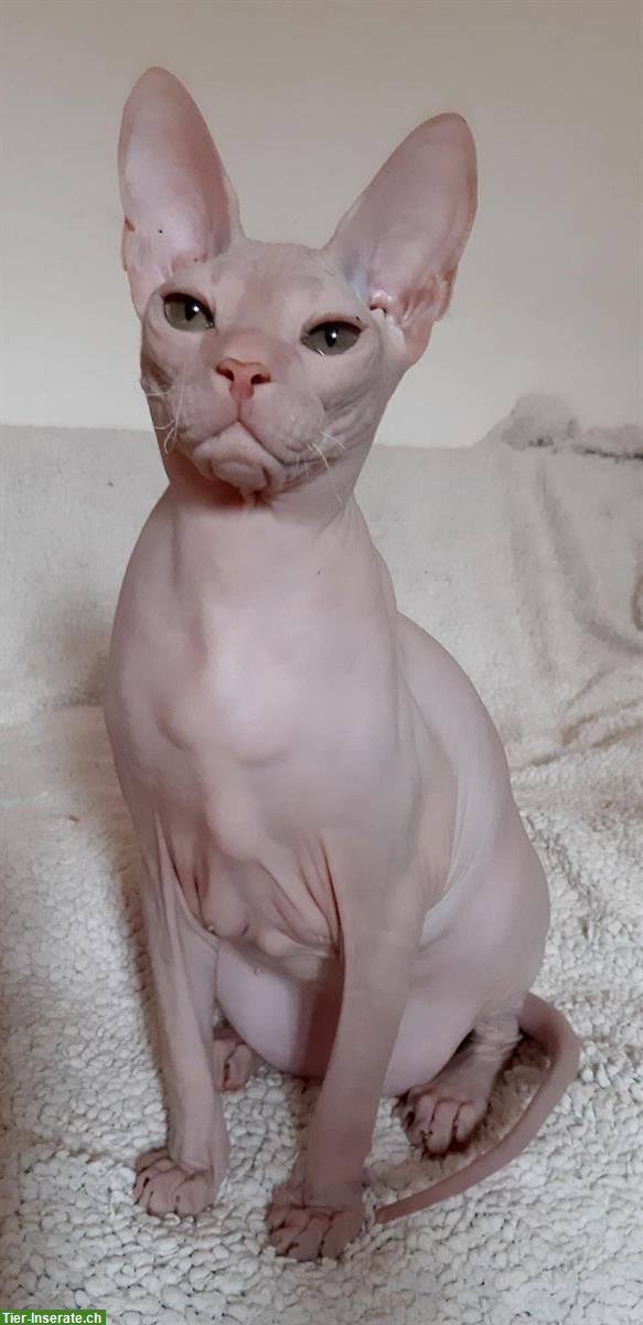 Bild 2: Don Sphynx Kätzchen aus Italien