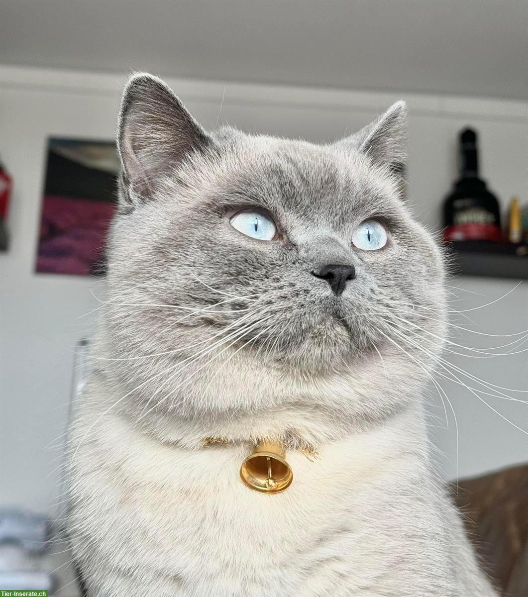 Bild 3: Schöner BKH Deckkater