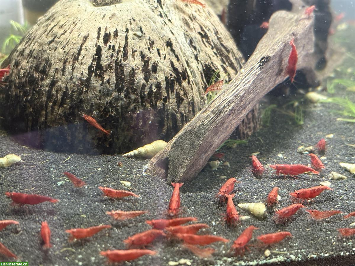 Bild 5: Zwerggarnelen Neocaridina davidi, Red Fire