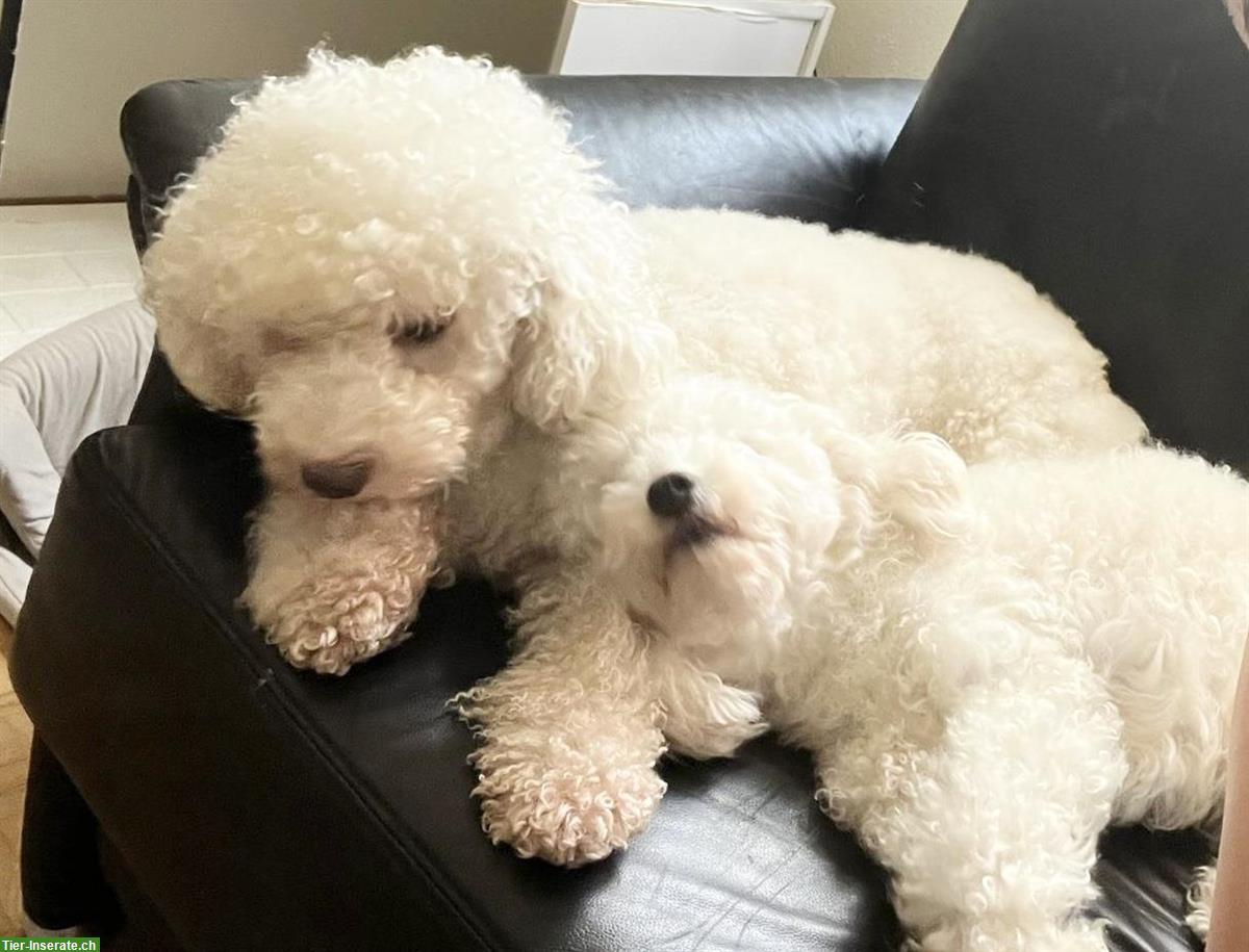 Bild 4: 🐩Pudel x Lagotto Welpen suchen liebevolles Zuhause