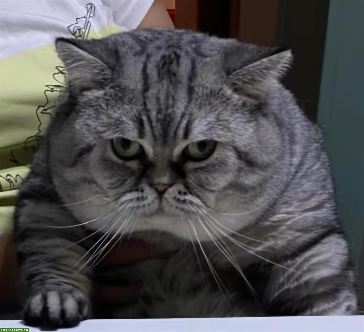 Bild 2: BKH Deckkater 3-jährig / Harry / schwarz-silver classic Tabby