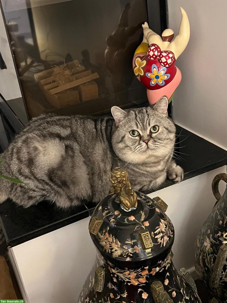 Bild 4: BKH Deckkater 3-jährig / Harry / schwarz-silver classic Tabby