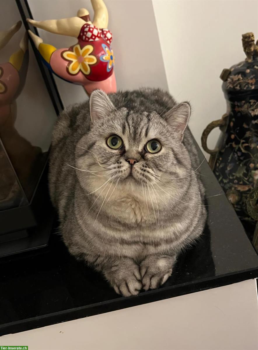 Bild 7: BKH Deckkater 3-jährig / Harry / schwarz-silver classic Tabby