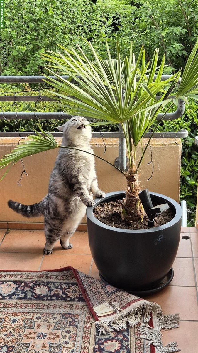 Bild 8: BKH Deckkater 3-jährig / Harry / schwarz-silver classic Tabby