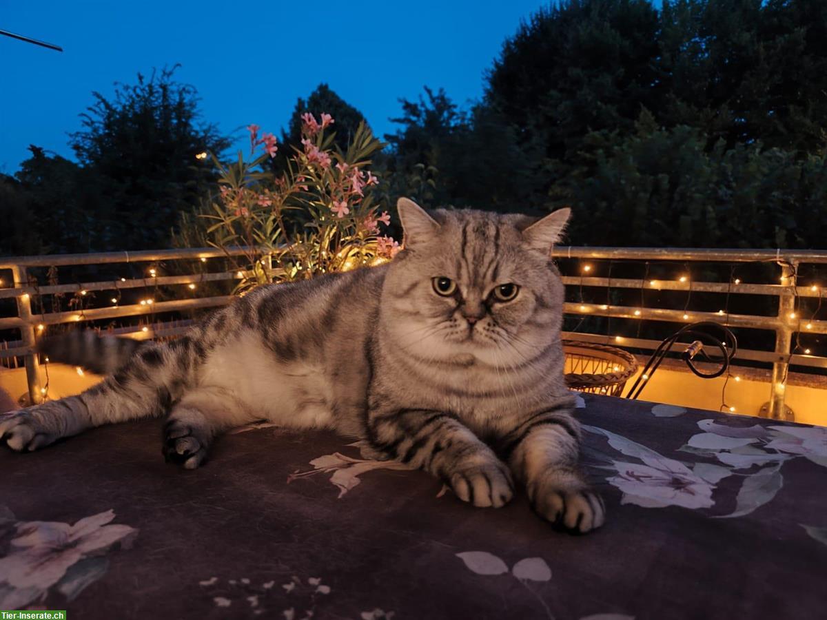 Bild 9: BKH Deckkater 3-jährig / Harry / schwarz-silver classic Tabby