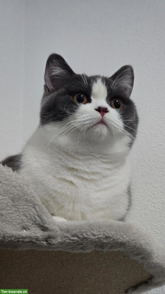 Bild 10: Erfahrener Perser Deckkater für ein liebes Weibchen