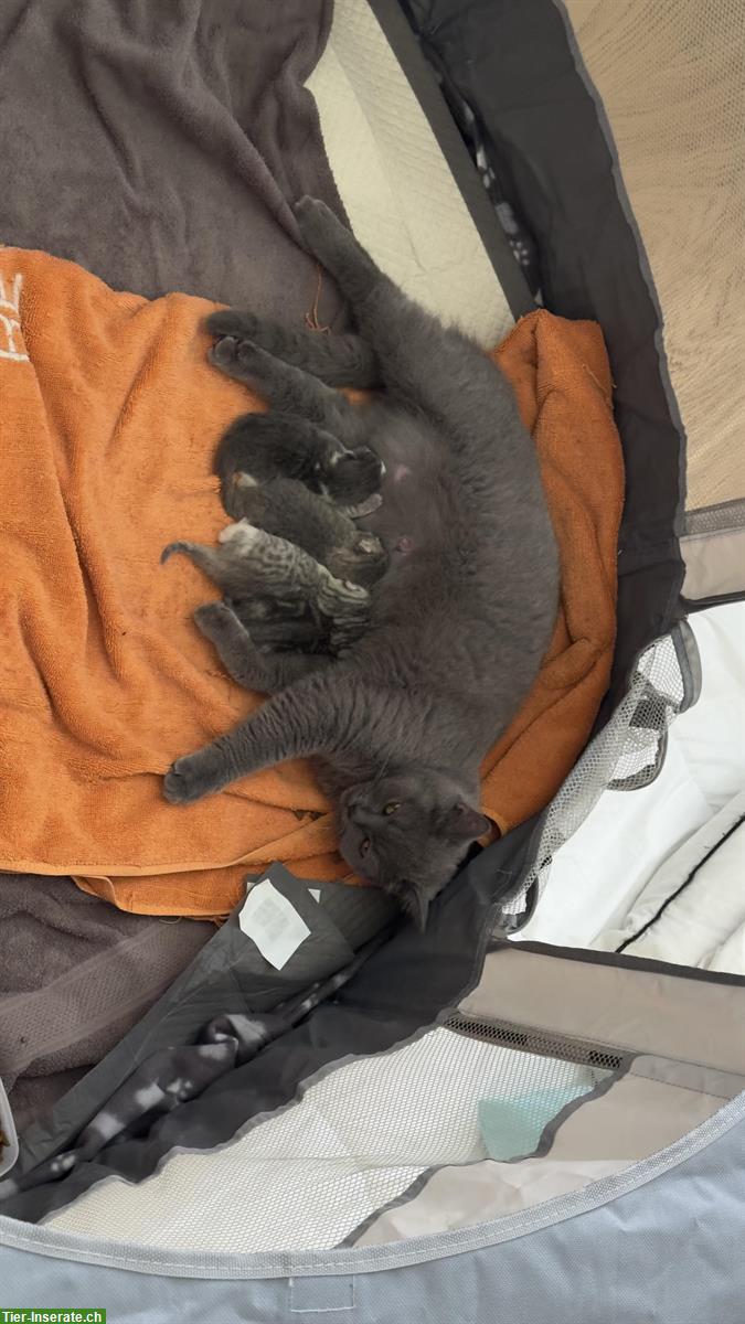 Bild 9: Erfahrener Perser Deckkater für ein liebes Weibchen