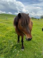 Energievoller und treuer Isländer mit grossem Herz