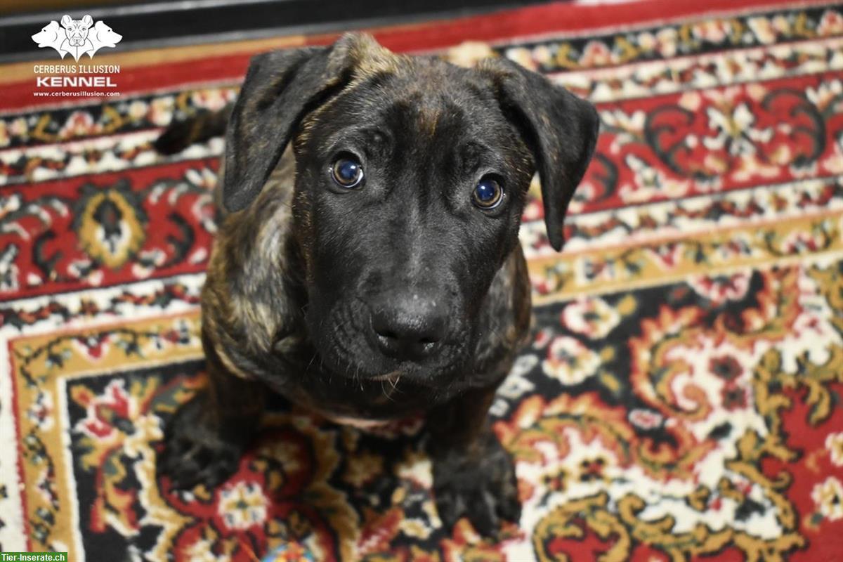 Bild 10: Cimarron Uruguayo Rüde sucht sein Für-immer-Zuhause