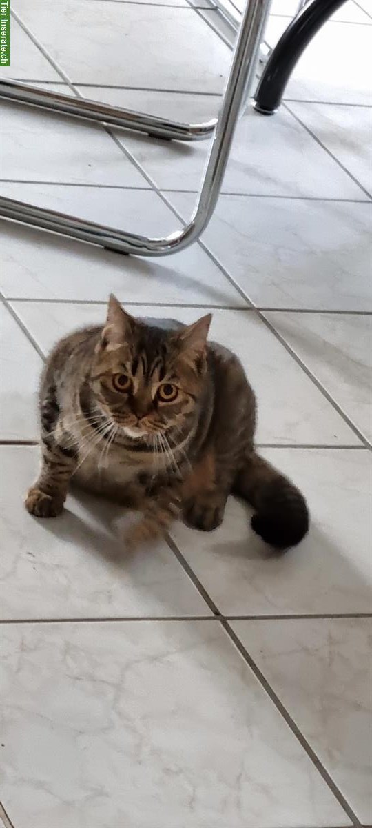 Bild 4: Britische Kater kastriert suchen ein Zuhause