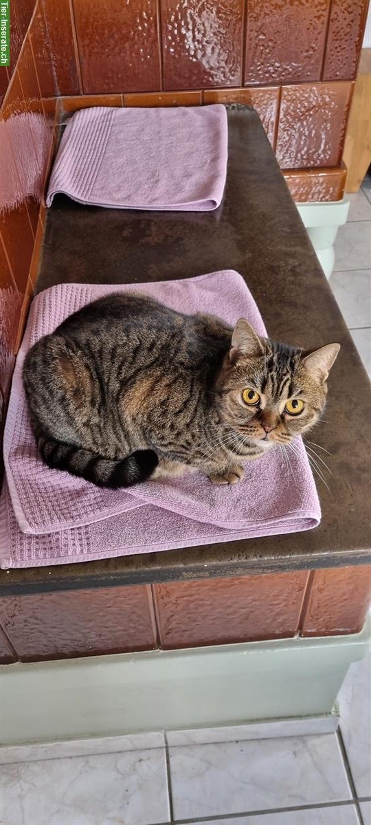 Bild 5: Britische Kater kastriert suchen ein Zuhause