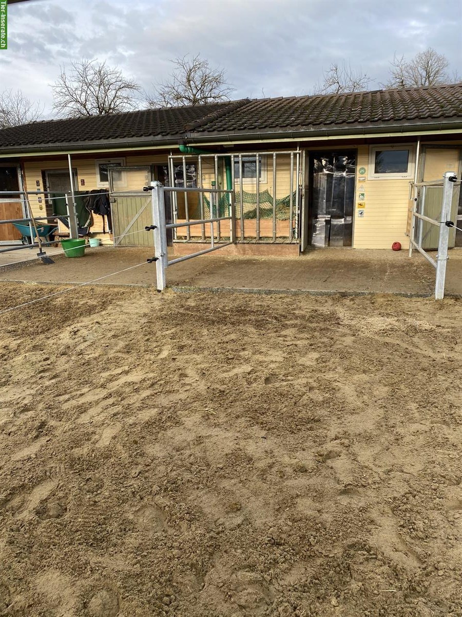 Auslaufboxe frei in Pensionsstall in Rossrüti SG
