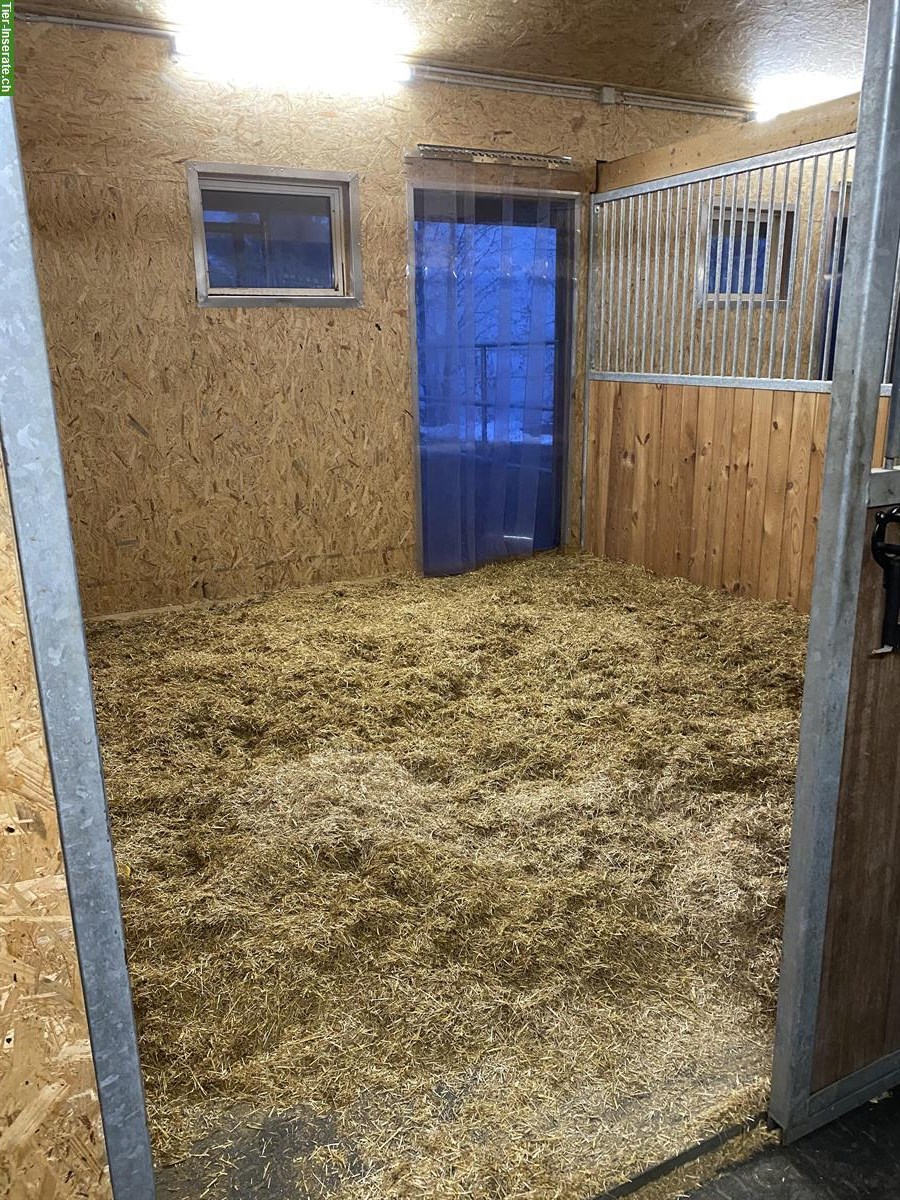 Bild 2: Auslaufboxe frei in Pensionsstall in Rossrüti SG