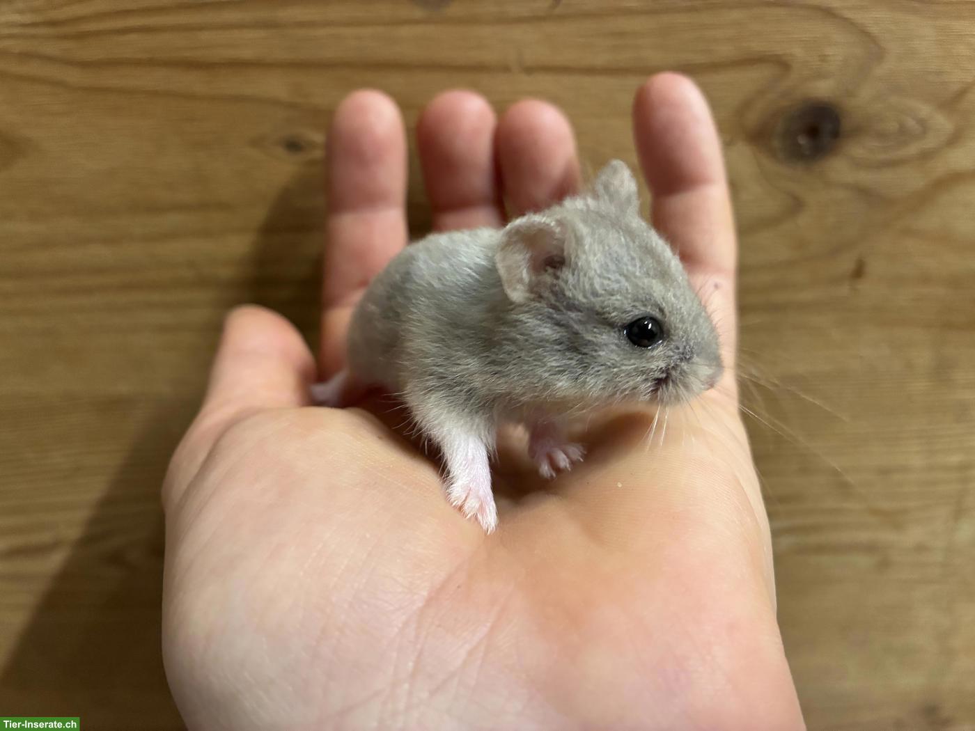 Bild 4: Herzige, junge Campell Zwerghamster aus Hobbyzucht