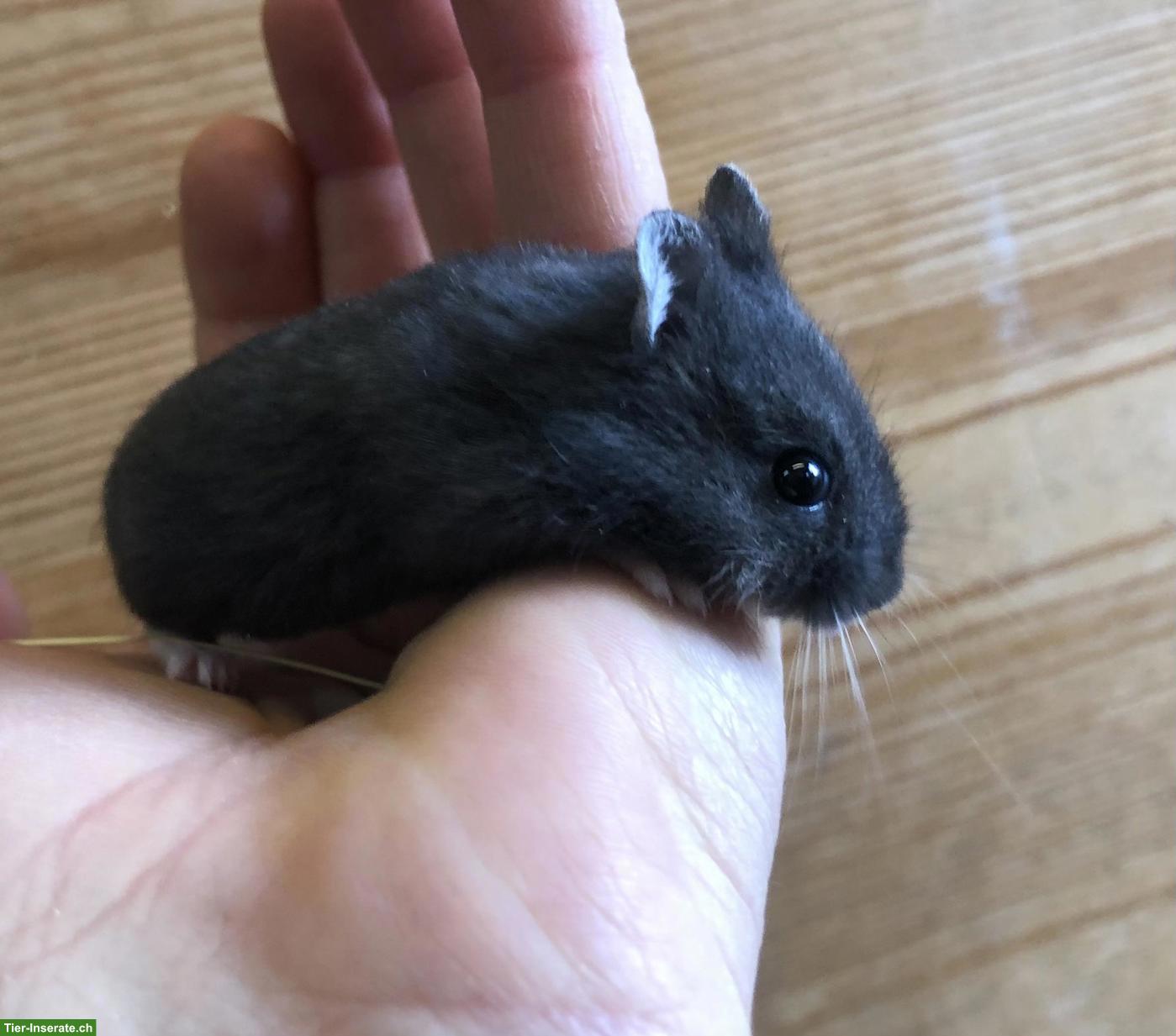 Bild 5: Herzige, junge Campell Zwerghamster aus Hobbyzucht