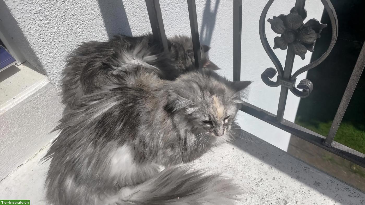 Bild 7: Norwegische Waldkatze Jupiter, blau silber gestromt, NFO♂️
