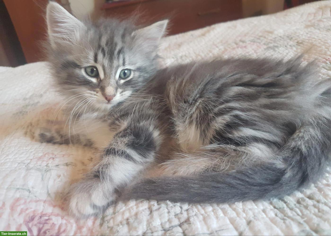 Bild 8: Norwegische Waldkatze Jupiter, blau silber gestromt, NFO♂️