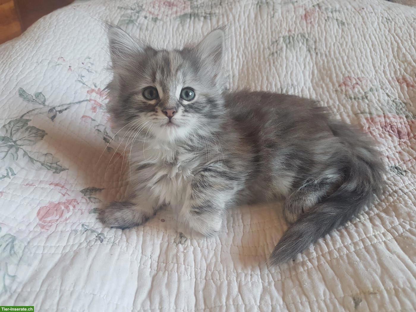 Bild 9: Norwegische Waldkatze Jupiter, blau silber gestromt, NFO♂️