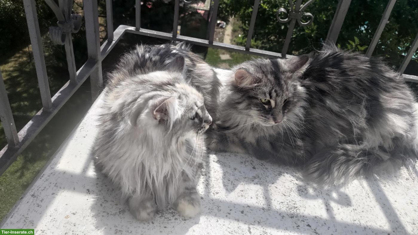 Bild 10: 4J. Norwegische Waldkatze Jana ♀️ vom Schiltwald ️Geschwister