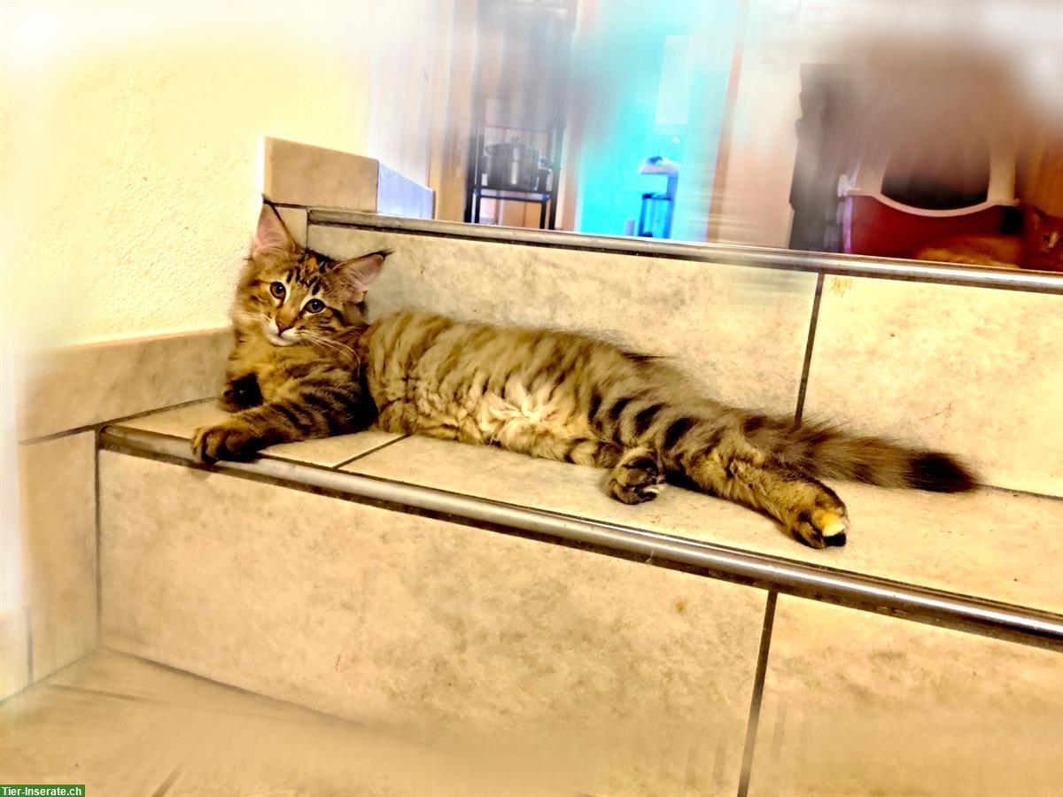 Bild 6: Norwegischer Waldkater Moses vom Schiltwald, rot weiss getupft NFO ♂️