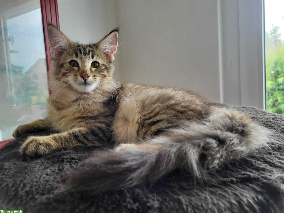 Bild 7: Norwegischer Waldkater Moses vom Schiltwald, rot weiss getupft NFO ♂️