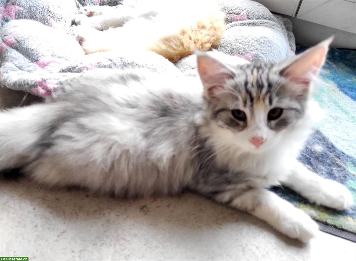 Bild 8: Norwegischer Waldkater Moses vom Schiltwald, rot weiss getupft NFO ♂️