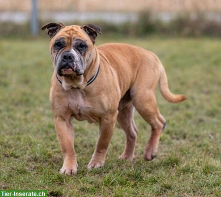 Bild 6: Gizmo, der anhängliche Bulldoggen Mischling Senior